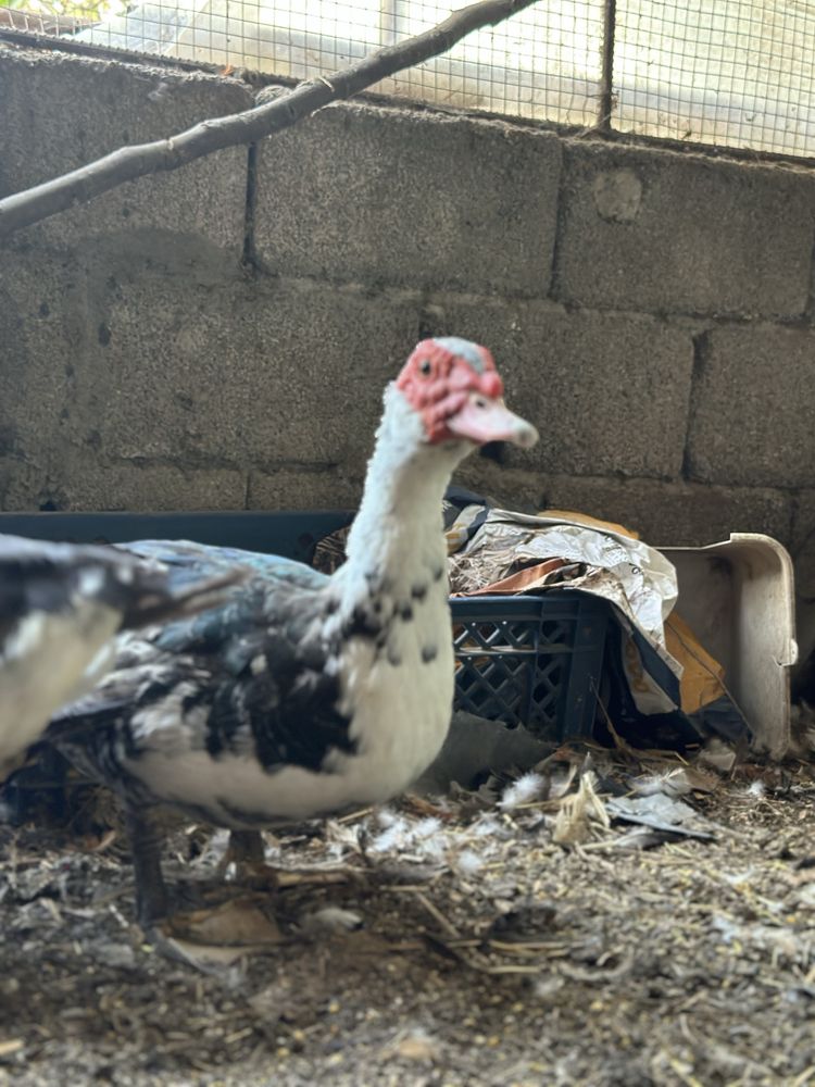 Trio de patos mudos