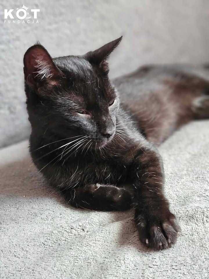 Krysitan i Grej, koci dwupak poleca się do adopcji