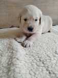 Golden retriever-piesek