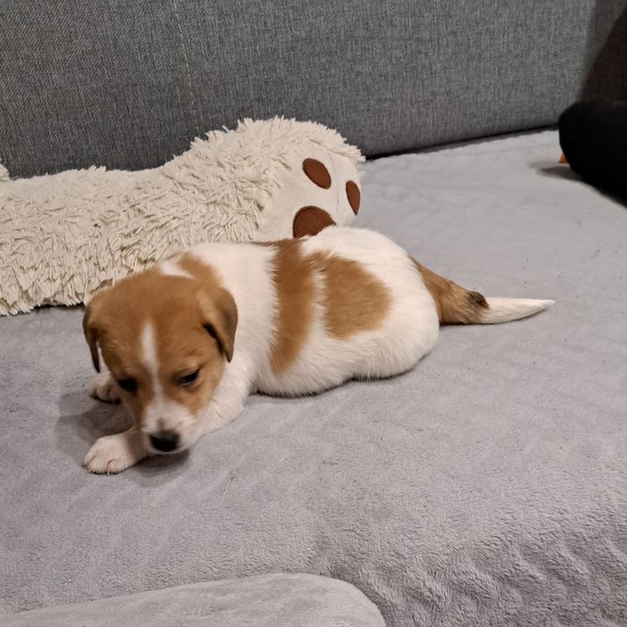 Jack russell terrier