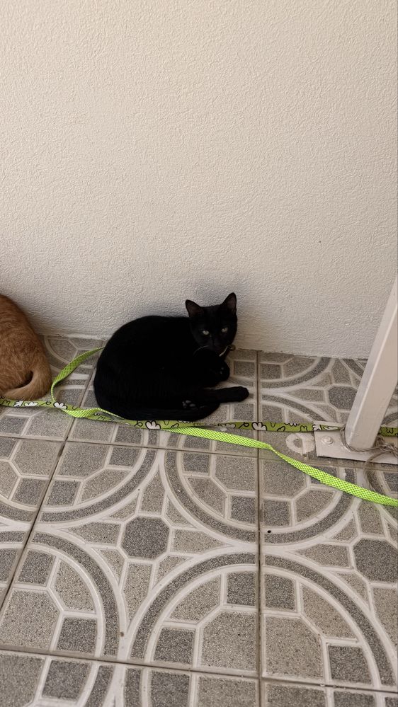 Gatinhos para adoçao responsavel