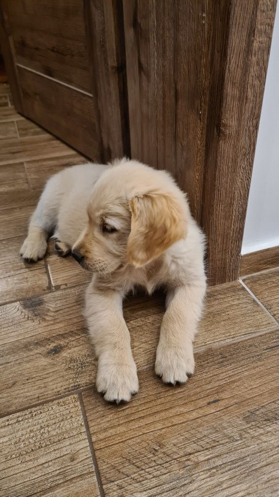 Golden Retriever
