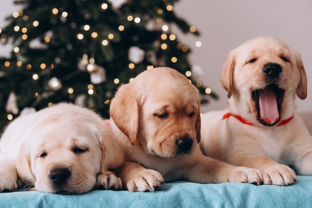 Щеночки лабрадора ретривера!