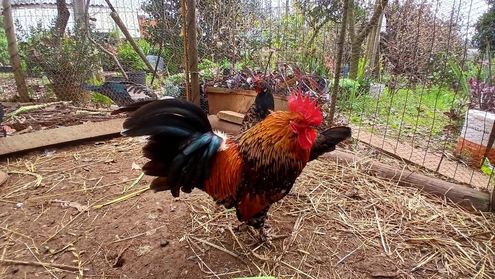 Galinha da Índia (charito) cruzado Mil Flores
