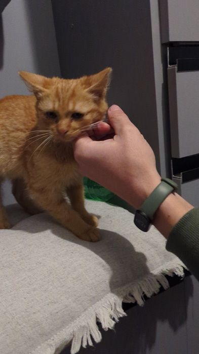 Руде Кошеня в добрі руки