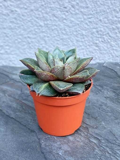 Сукулент Эхеверія китайська (Echeveria Chinesis | Dionysos) (489)