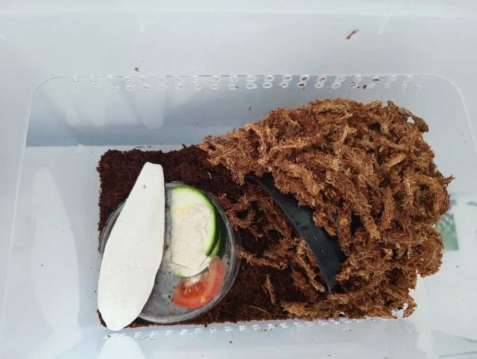 WYSYŁKA Zestaw box ślimak afrykański terrarium pojemnik plastikowy