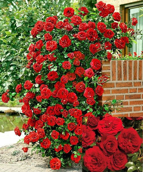 Róże okrywowe Róże pnące Róże w doniczce mix kolorów
