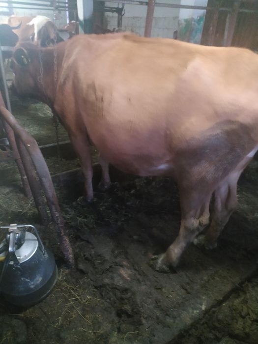 Krowa czerwona z własnego gospodarstwa