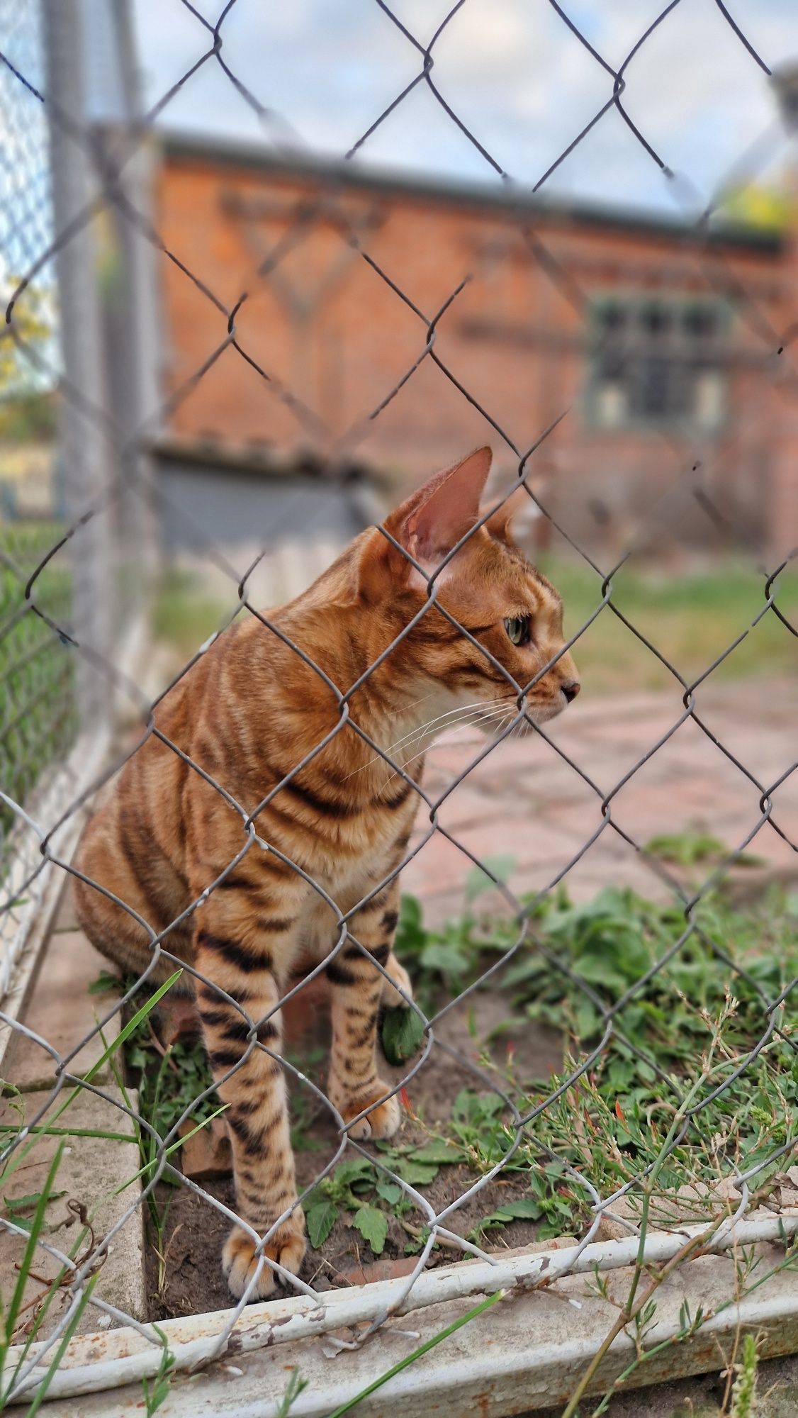 Бенгальский кот. Бенгал.