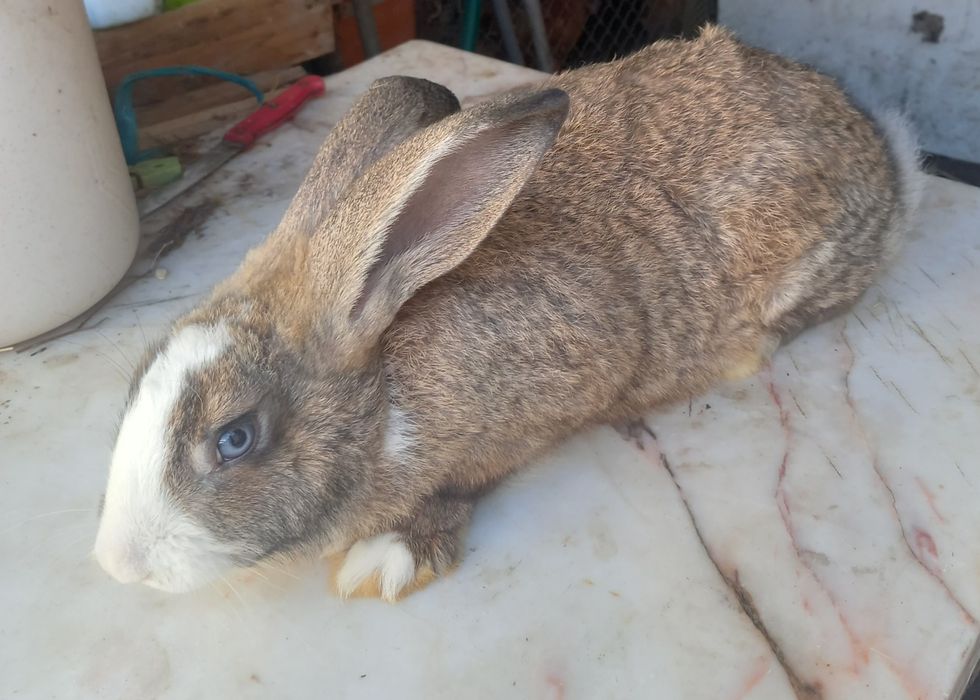 Coelhos  de boa raça