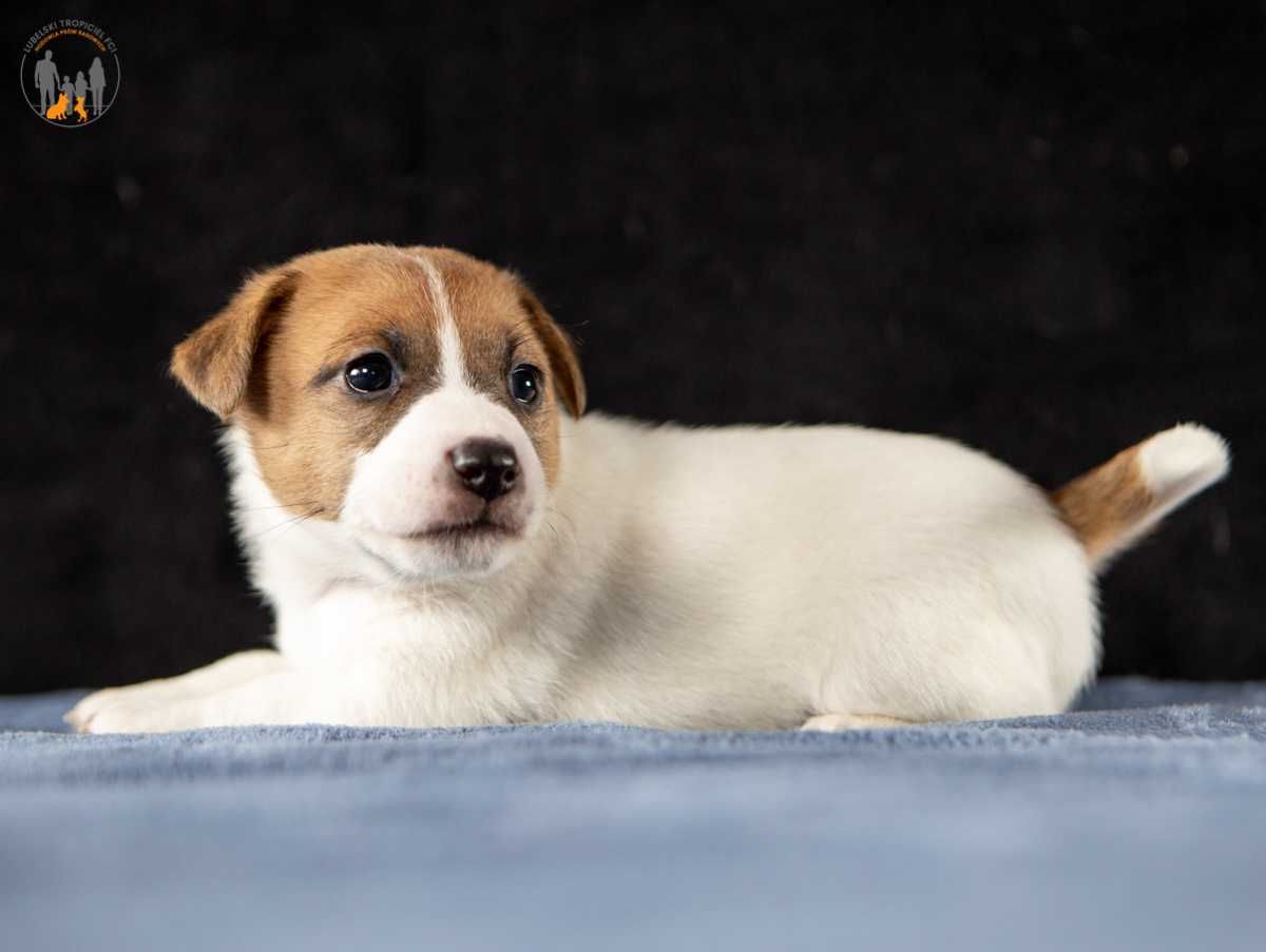 Jack Russell Terrier ZKwP FCI