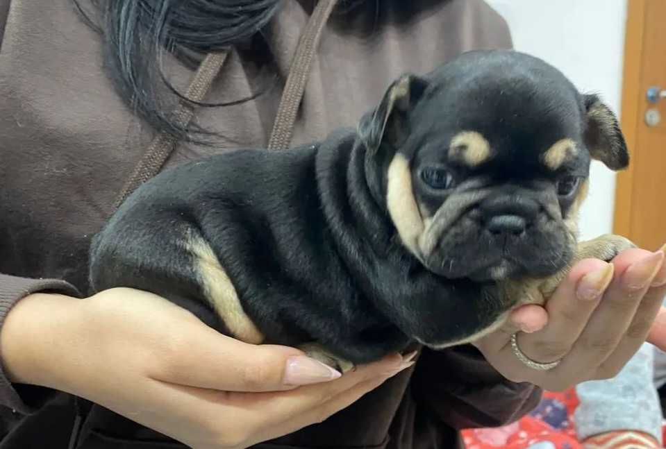 Bulldog frances black tan