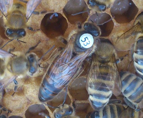 Пчеломатки карника краинка Австрия, Германия