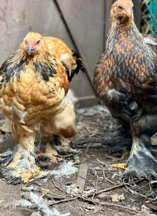 Продам цыплят Брама пара.