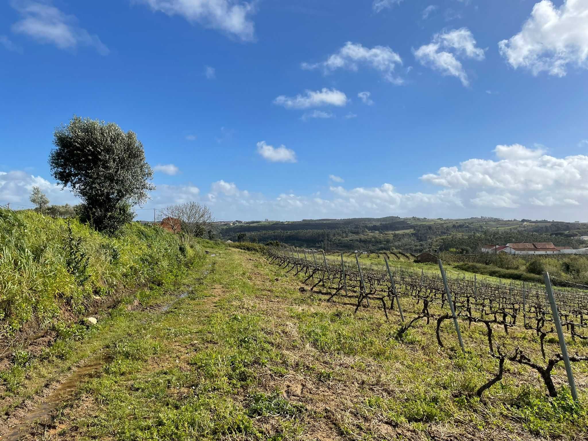 2 hectares vinha com lote moradia para quintas ou enoturismo