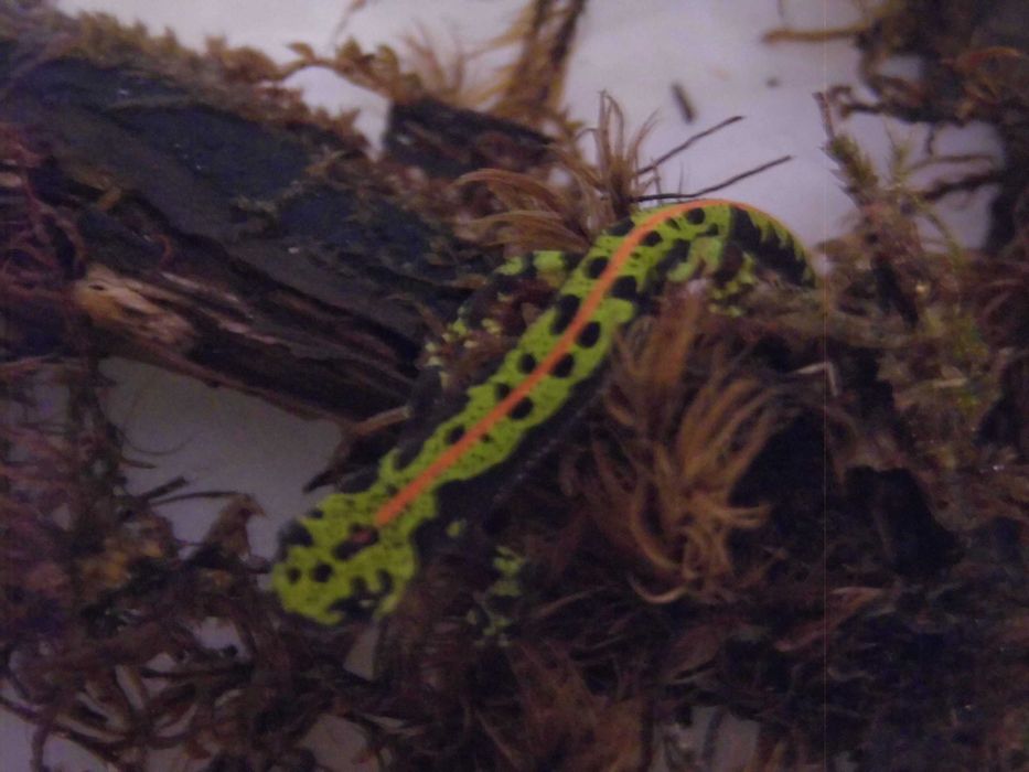 Traszka marmurkowa (Triturus marmoratus) na sprzedaż