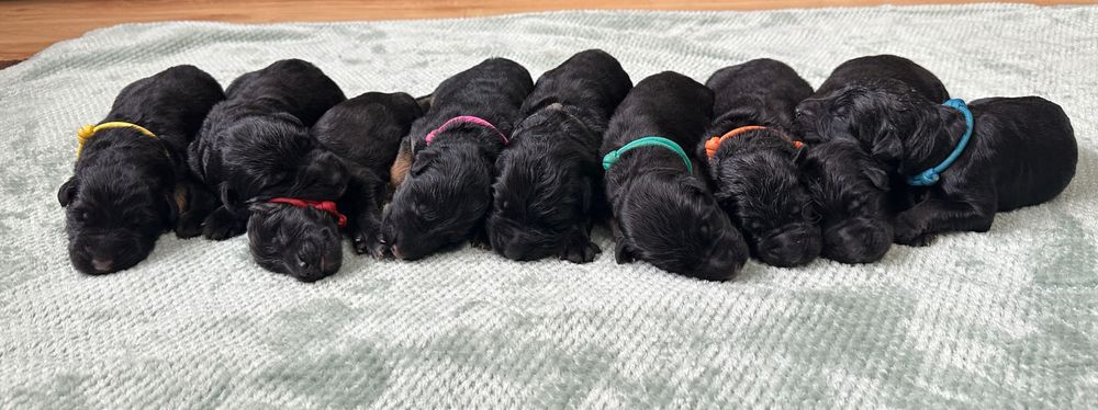 Szczeniaczek Owczarka Niemieckiego długowłose FCI