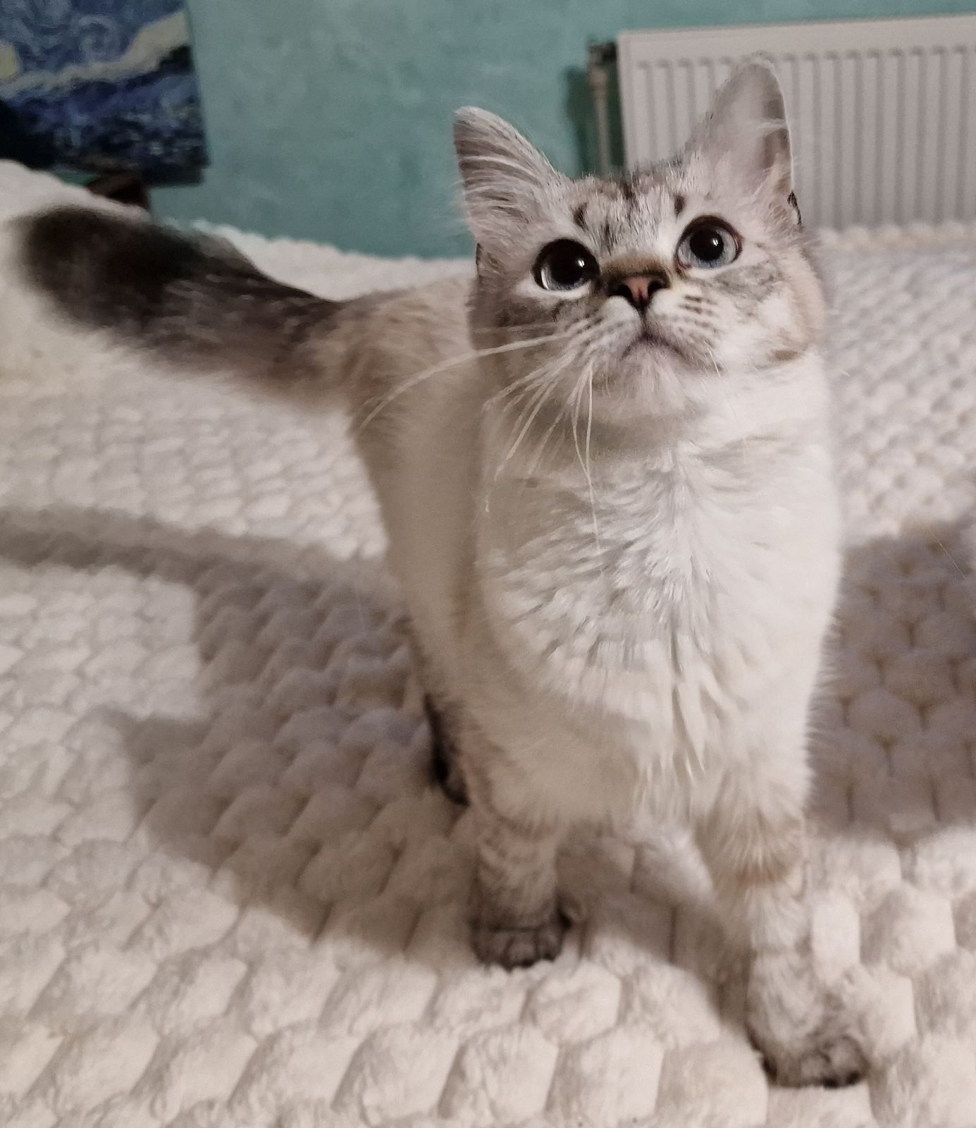 Невські маскарадні котята, кішка