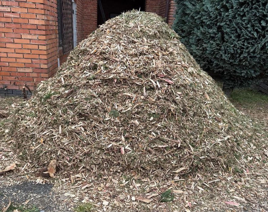 Zrebki drzew iglastych (tuje)