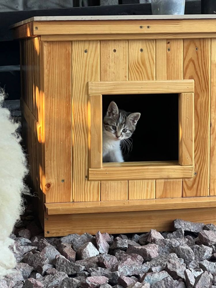 Кошенята в пошуках домівки