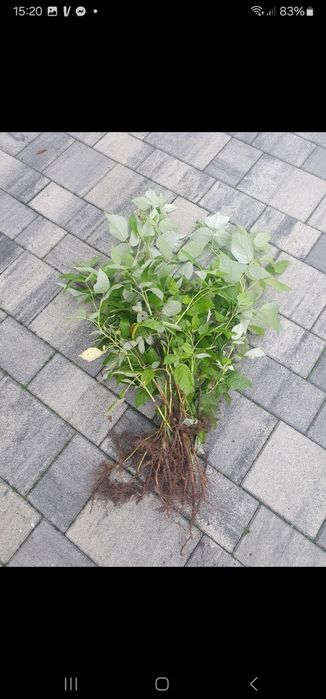 Sadzonki malin Polka/ 10szt