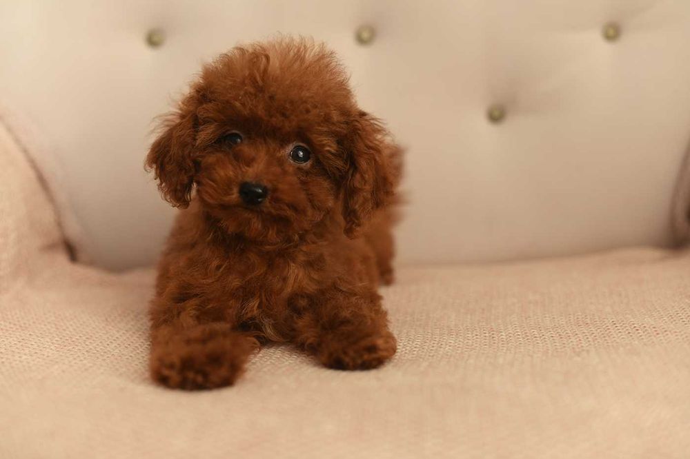 pudel toy-suczka xs teacup