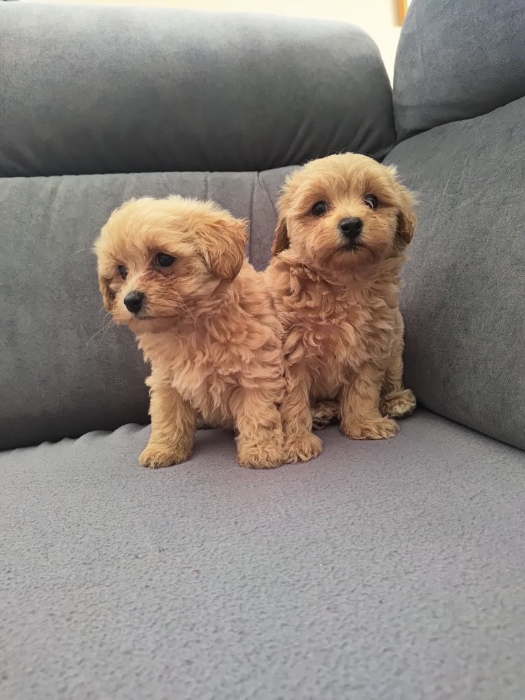 Maltipoo gotowe do odbioru
