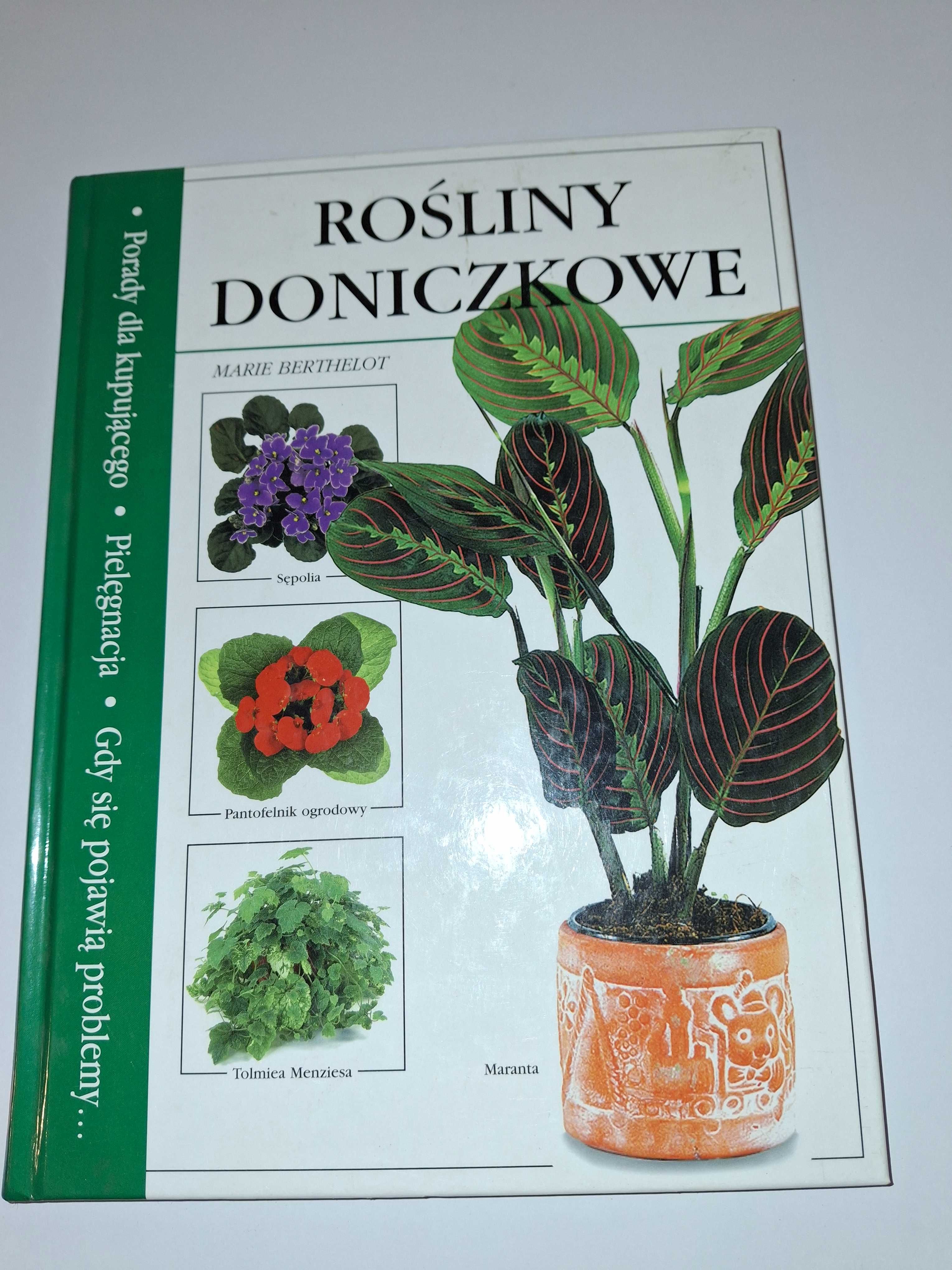 Rośliny doniczkowe Marie Berthelot ,poradnik roślin doniczkowych.