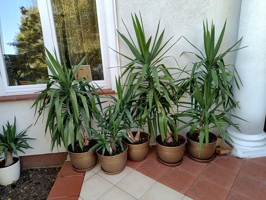 Yuki małe ok. 300, duże 500, zestaw 1600