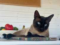 Gatinhos lindos à procura de um lar carinhoso