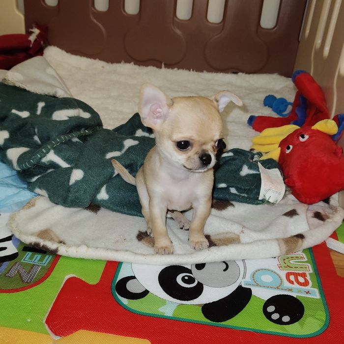 Chihuahua krótkowłosa-1 piesek