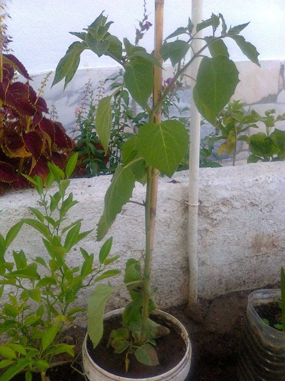 Planta de Physalis