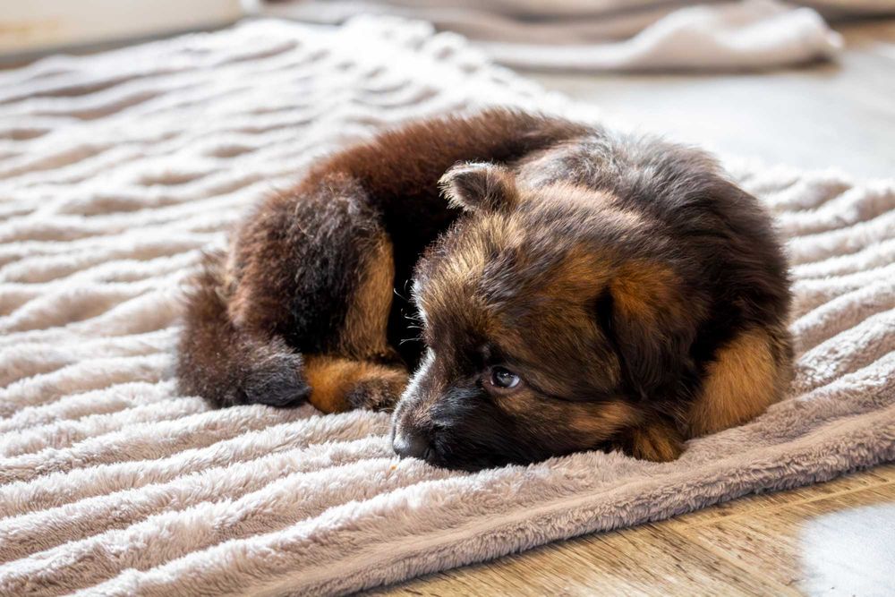 Szczeniak owczarek niemiecki długowłosy - odbiór listopad