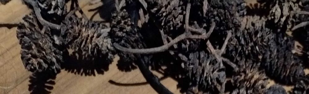 Szyszki olchy czarnej do akwarium