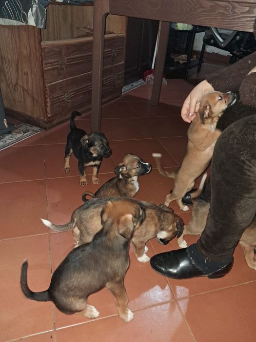 cães para adoção !