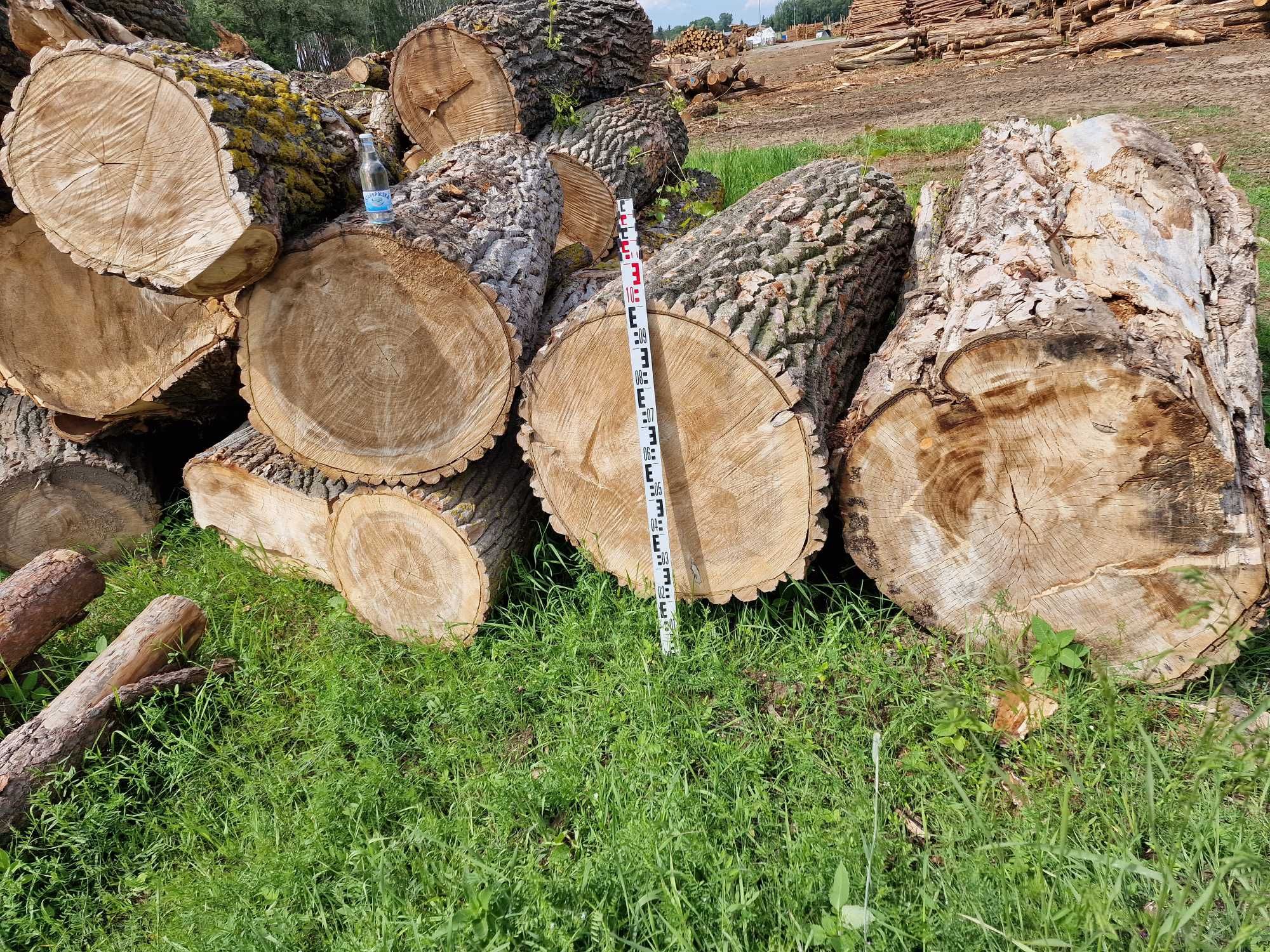 DrewKom Drewno kominkowe Topola kłoda dl. 2,5m S4 S2a transport HDS