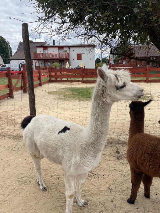 Alpaka Huacaya Żaklina samiczka 6 lat