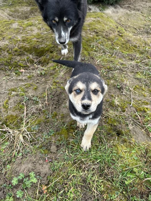 Собака 2-3 місяці дівчинка в добрі руки!!