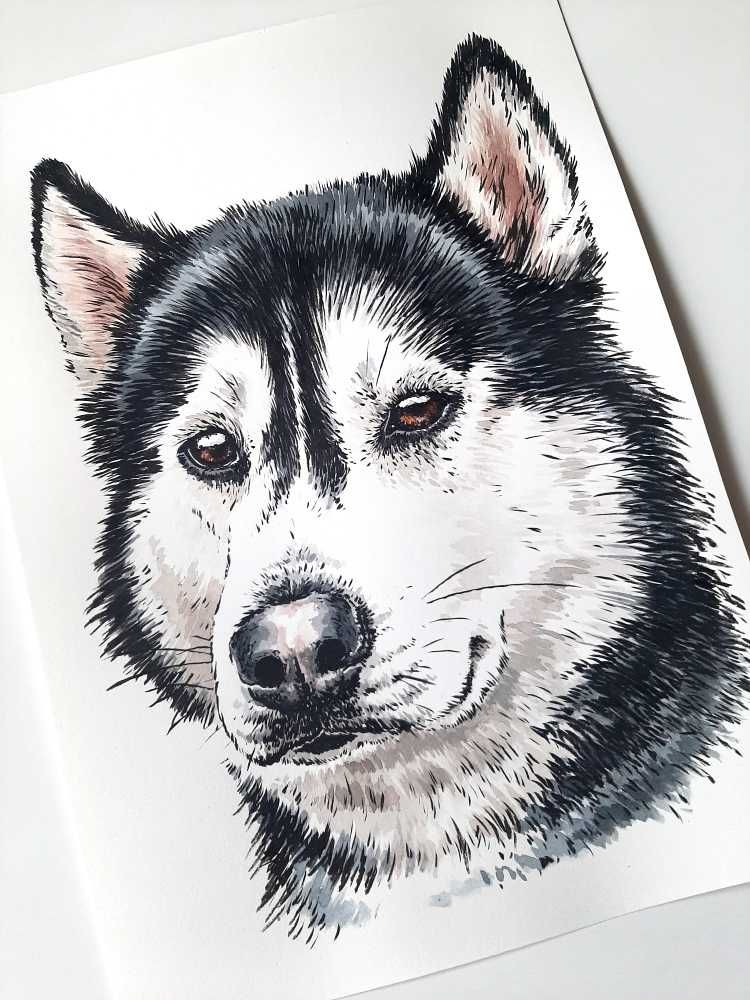 Siberian husky - portret psa, obraz psa rasy husky syberyjski