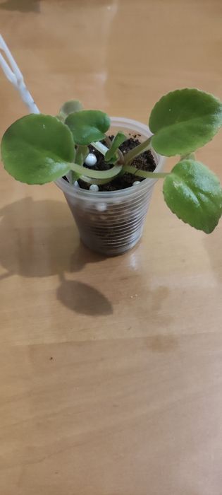 Продам дєтки фіалок сортових