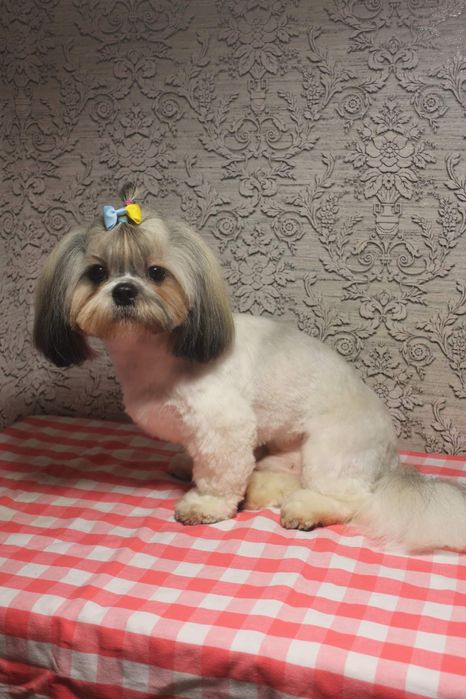 Стрижка  Йорків Грумінг Йорків та інших собачок до 4 кгДоступні ціни!