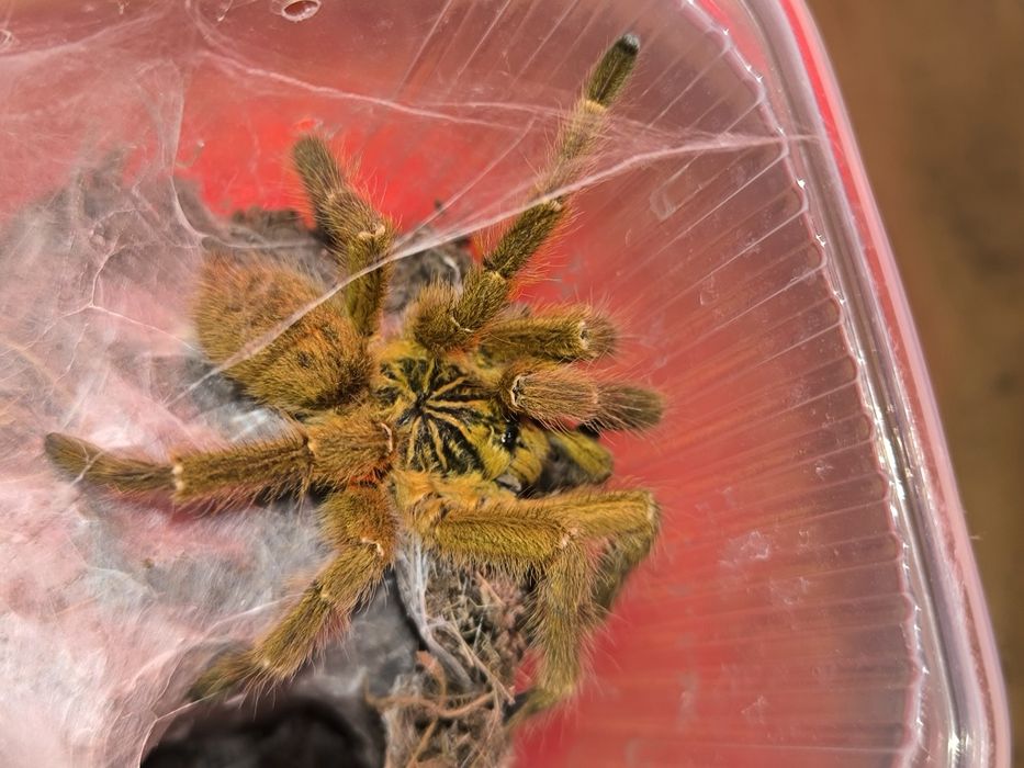 Murinus usambara samiec adult świeży