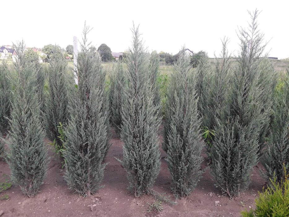 Jałowiec skalny 120,140,150,180cm! Sadzimy! Nasza dostawa! Blue Arrow!