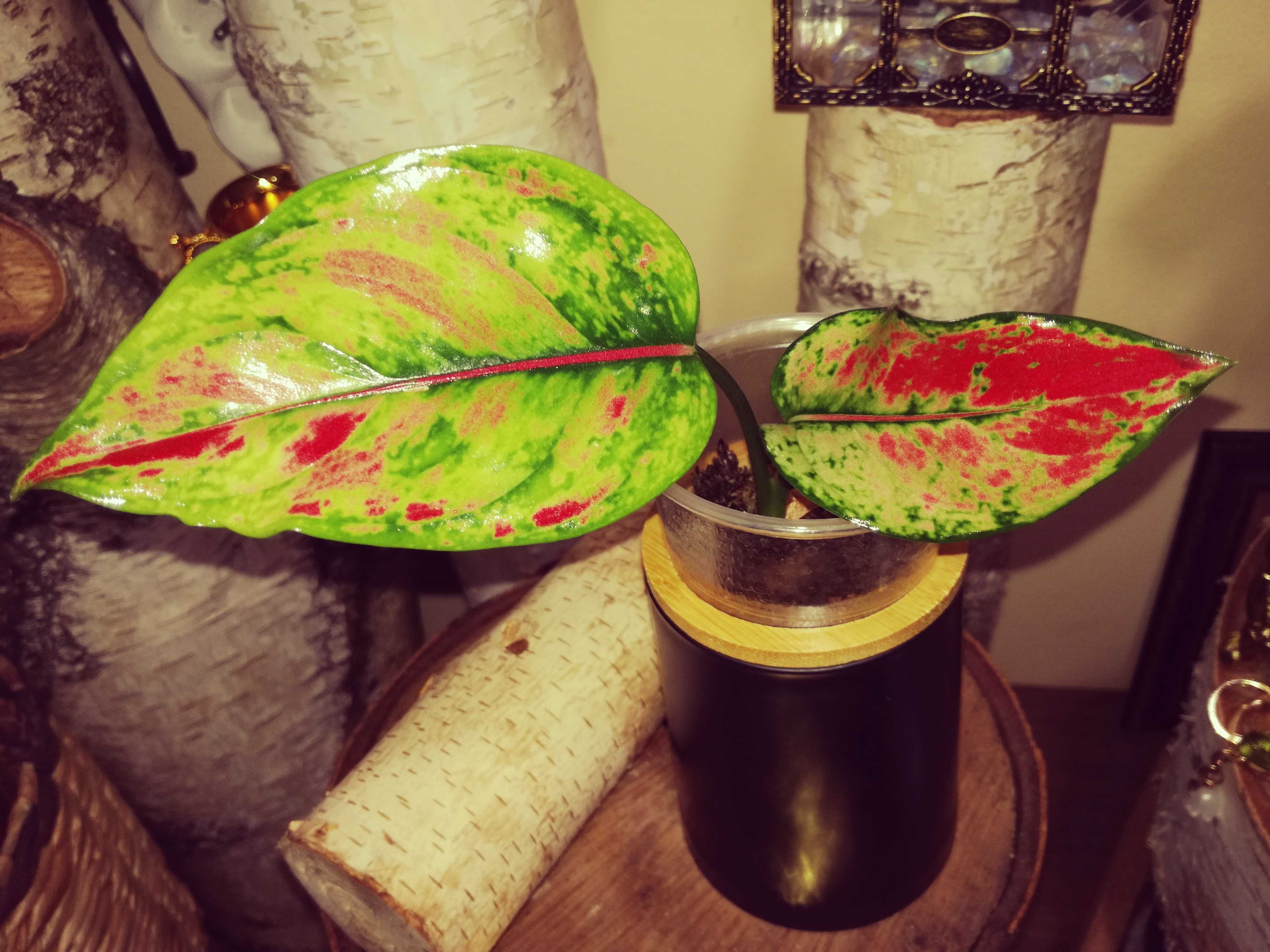 Aglaonema Red Heng Heng sunset Monstera kwiat roślin piękna philodendr