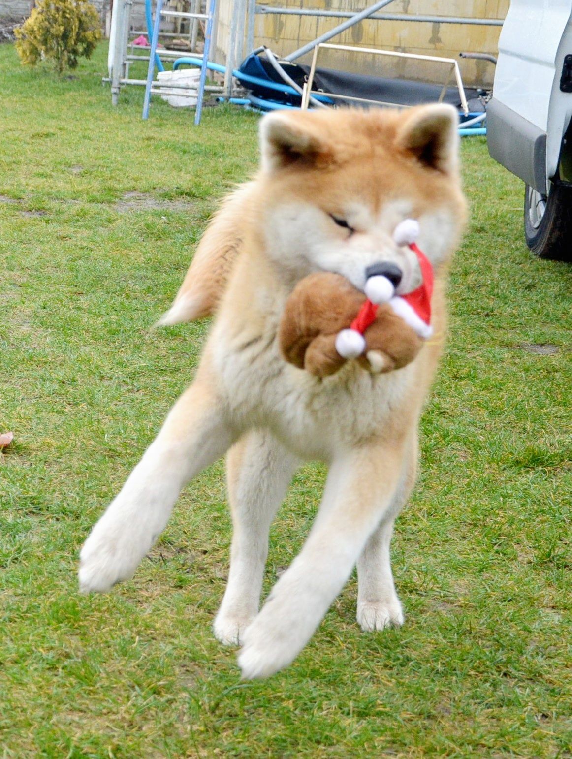 Akita Inu :: Akita Japońska :: Gotowa do odbioru