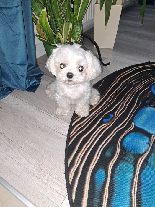 #Trójmiasto Domowa opieka nad psem.