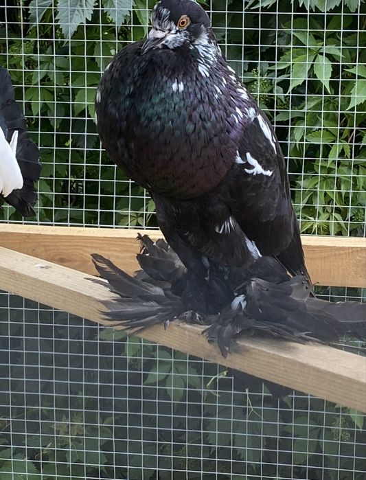 Garłacze para parzysta