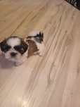 Ogłoszenia prywatne shih tzu