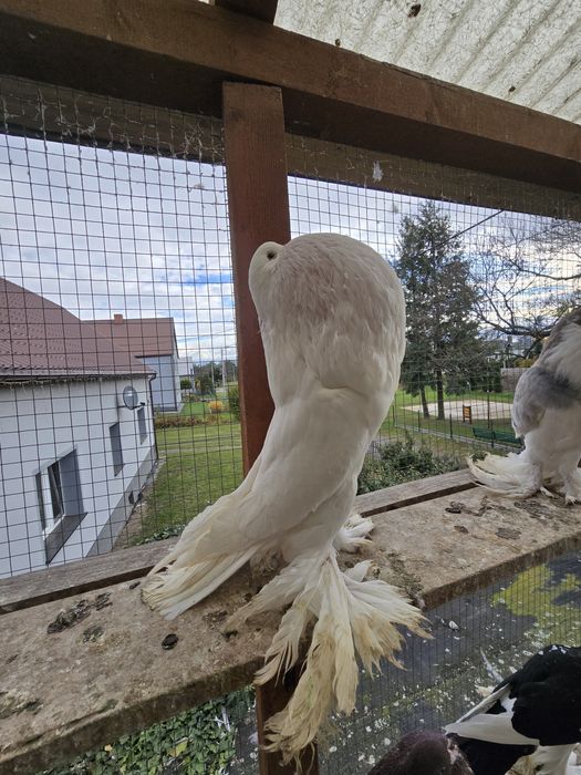 Garłacz Pomorski samica 21